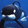 Sad Dorsal Fin profil fotoğrafı