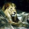 Šђα№αЪόo's profile picture