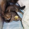 うち猫 的头像