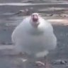 Synarchy's profile picture