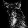 AlphaMale🐺🌕🌗 profil fotoğrafı