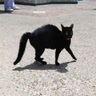 neco's profile picture