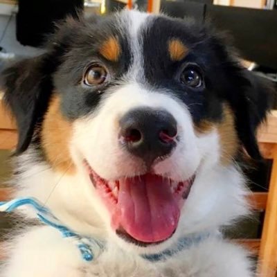 しがしが's profile picture