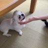田原 健一's profile picture