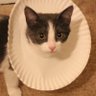 MingoMangoTango's profile picture