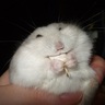 Gelatinous Jelly's profile picture