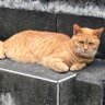 Profilbild von 伊豆岬猫