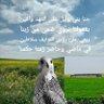 NAIF AL ANAZI's profile picture