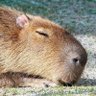 カピバラお餅 profil fotoğrafı
