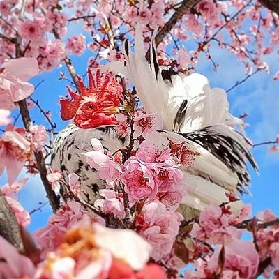 Teapot the rooster 🐓🫖's profile picture