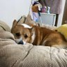 ラムタラ's profile picture