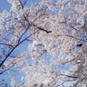 Фото профиля さくら