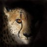 Cheetah 的头像