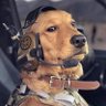 Sheepdog USMC 🇺🇸 的头像