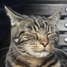 Profilbild von D Cotts