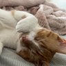 Profilbild von vinny 🧡 thomas, freckles, dumpling
