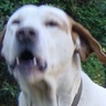 Heyzo's profile picture