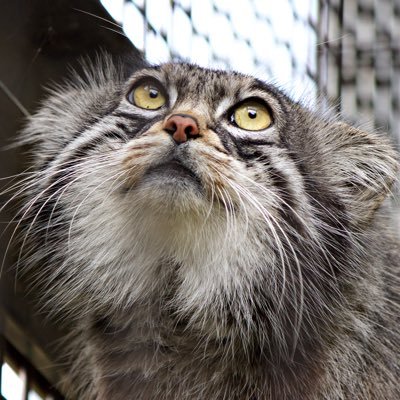 Pallascats114's profile picture