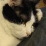 Arcis Xavier's profile picture