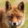 fox profil fotoğrafı