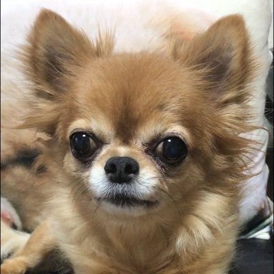 ponkotu773's profile picture