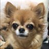 チワワのセナくん🐾 profil fotoğrafı
