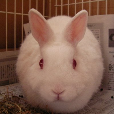 スナフキン's profile picture