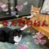Profilbild von エド茶茶ロック