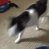 Profilbild von SamTehCat