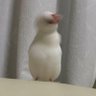 葦束's profile picture