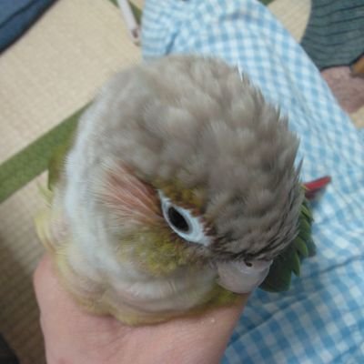 Rinrokumimi's profile picture