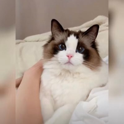 AlwaysHorNiko's profile picture