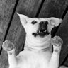 Sweet Potatoh's profile picture