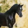 Фото профиля مجرد أنسان🇮🇶