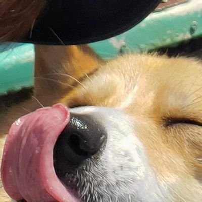 コーギーわさび♂'s profile picture