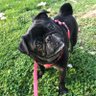 CocothePug2 & Duff the bug 的头像
