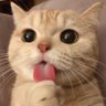 Profilbild von wohu
