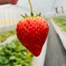 🍓kan_min🍓 的头像