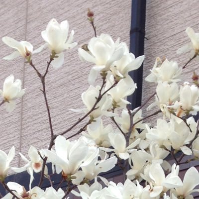 magnolia0330's profile picture