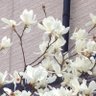 magnolia0330's profile picture