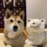 KOHAKU55's profile picture