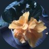 Joybe's profile picture