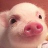 🇮🇪oink🇦🇺's profile picture