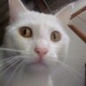 GaelZX's profile picture