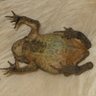 Crunchy Frog 🐸 profil fotoğrafı