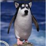 マイノリティピエロと夢をみるリーパー 的头像