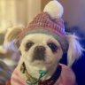 booknapdogs's profile picture