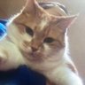 zade k's profile picture