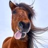 horse0626 profil fotoğrafı
