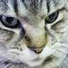 Profilbild von おれ ねこ